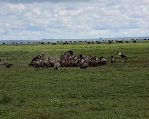 White-backed Vulture - ML638664730