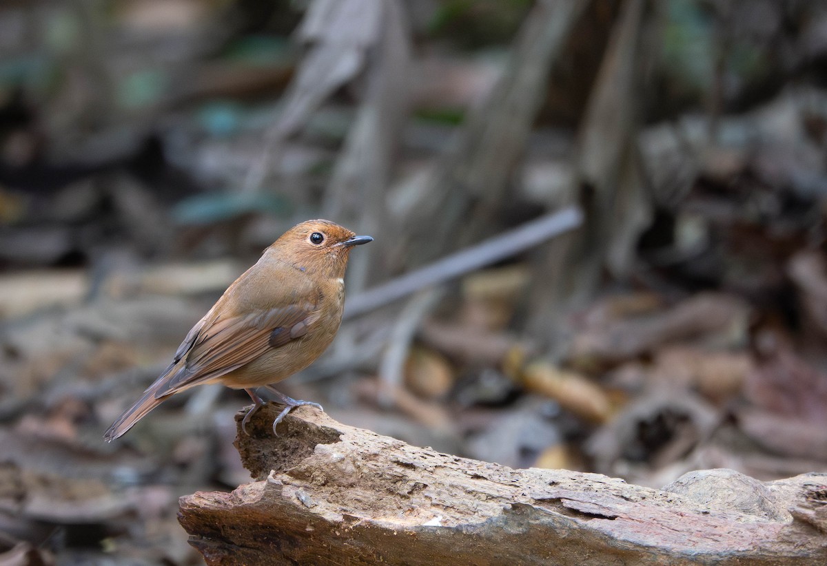 Davidblauschnäpper - ML638664736