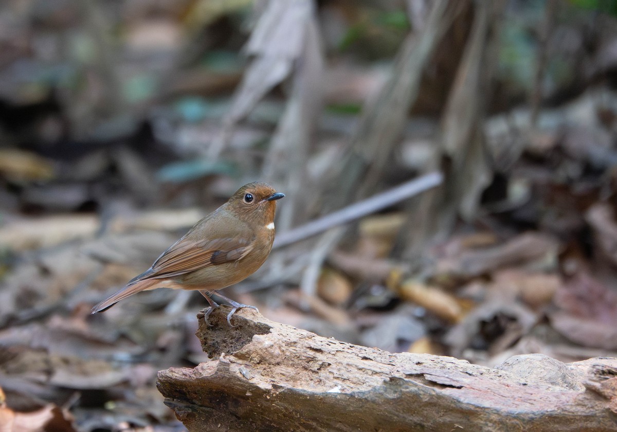 Davidblauschnäpper - ML638664737