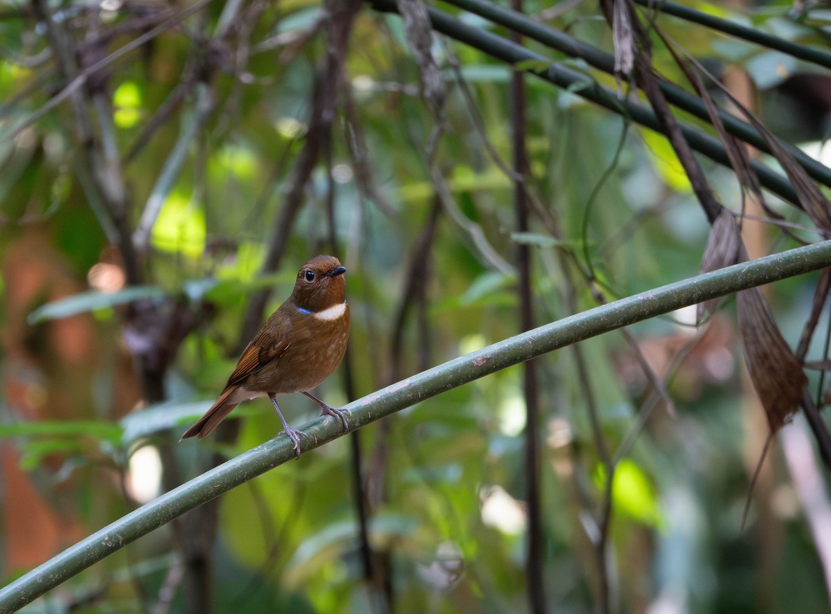 Davidblauschnäpper - ML638664738