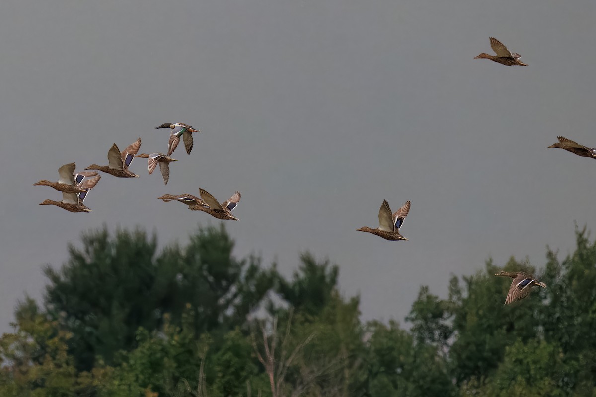 Northern Shoveler - ML638664780