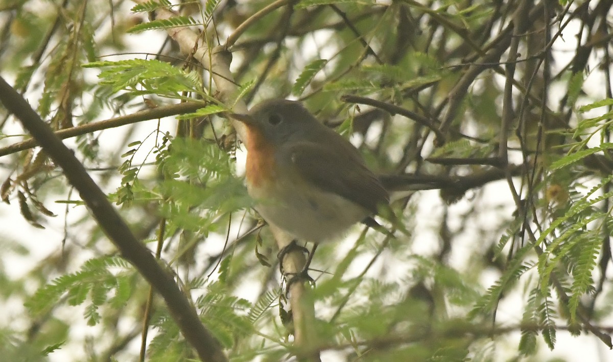 Red-breasted Flycatcher - ML638664803