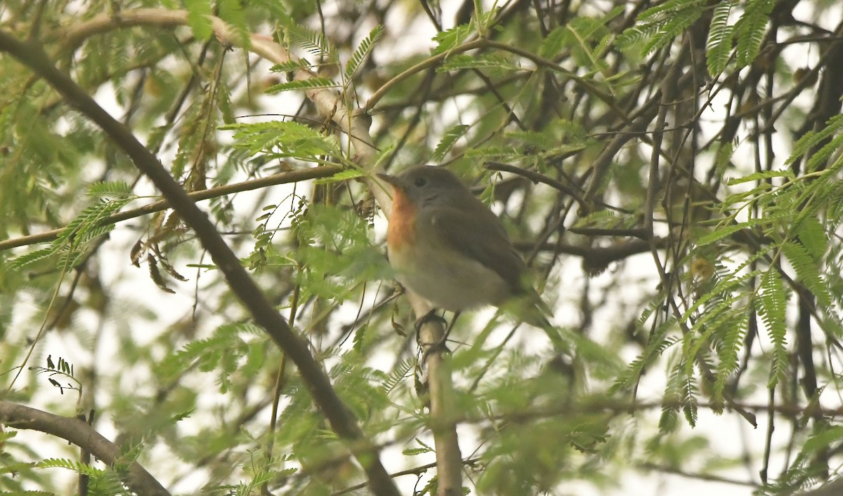 Red-breasted Flycatcher - ML638664804