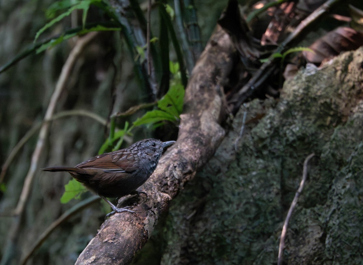 Annam Limestone Babbler - ML638664817
