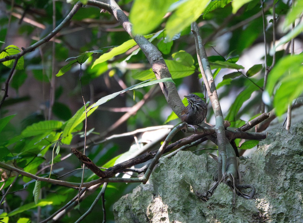 Annam Limestone Babbler - ML638664818