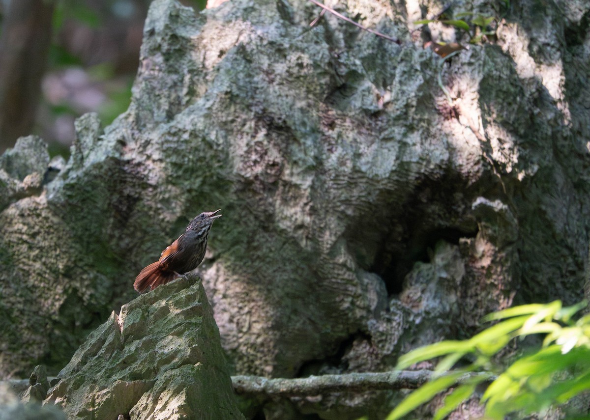 Annam Limestone Babbler - ML638664819