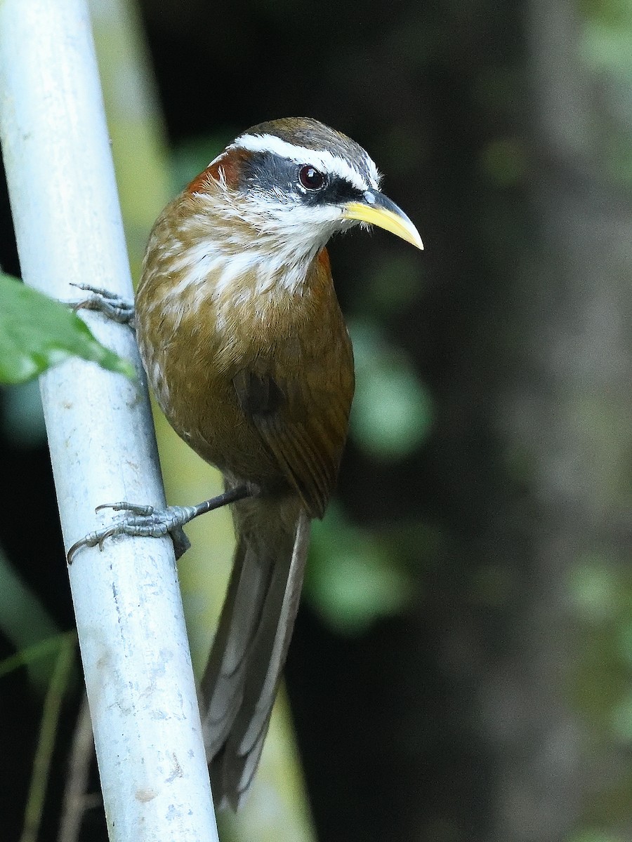 Streak-breasted Scimitar-Babbler - ML638664857