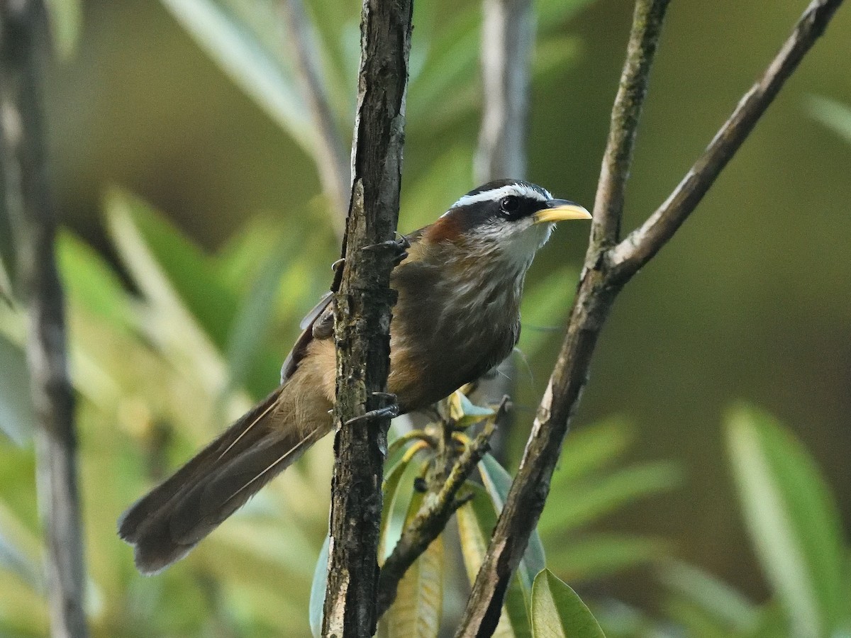 Streak-breasted Scimitar-Babbler - ML638664858