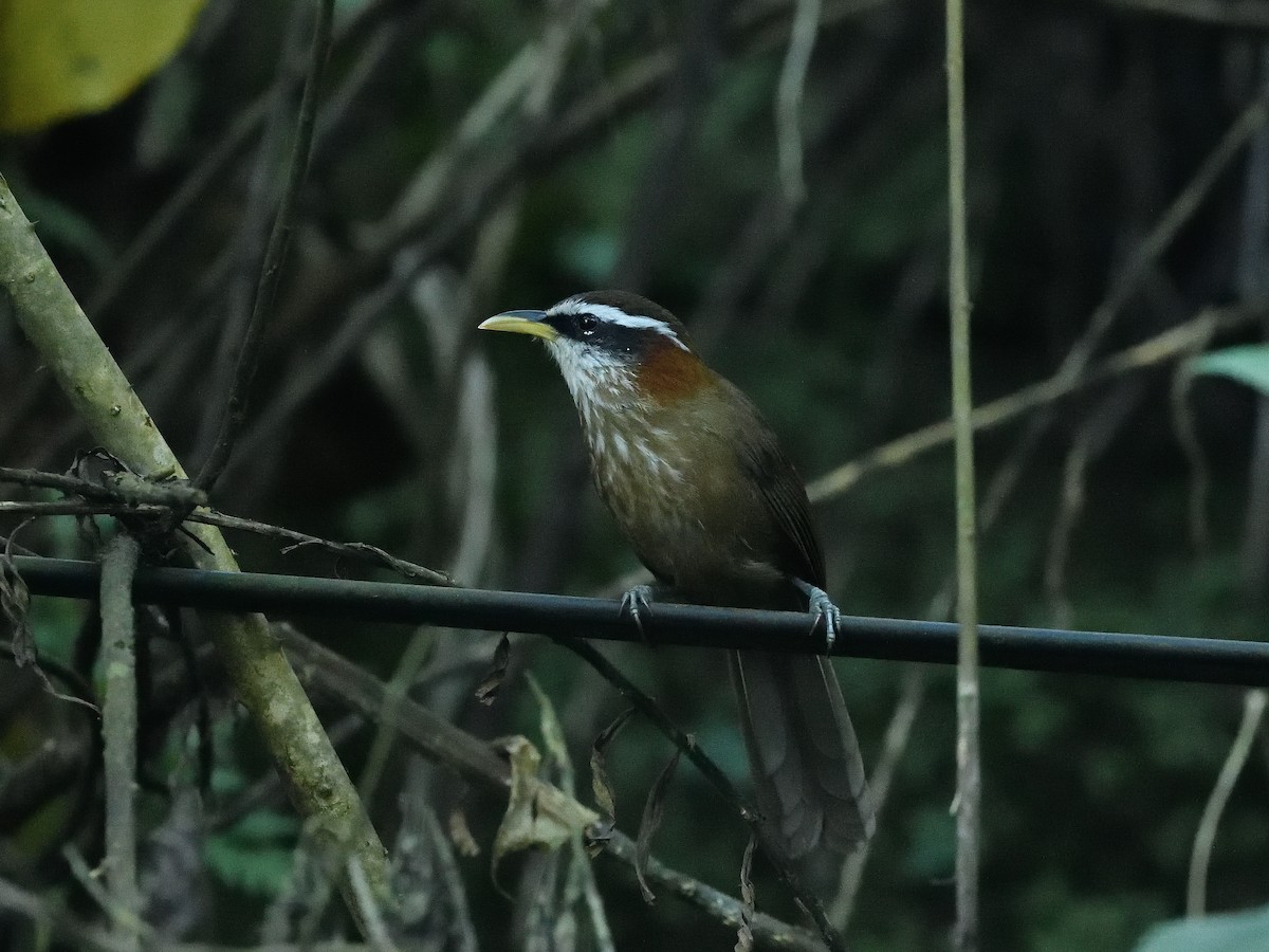 Streak-breasted Scimitar-Babbler - ML638664859
