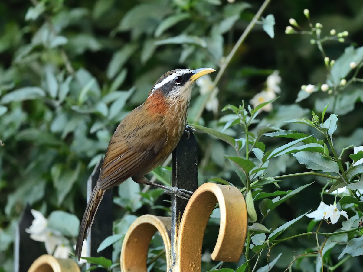 Streak-breasted Scimitar-Babbler - ML638664860