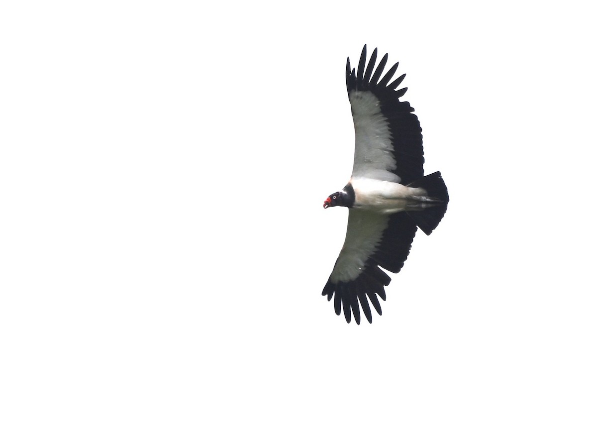 King Vulture - ML638664867