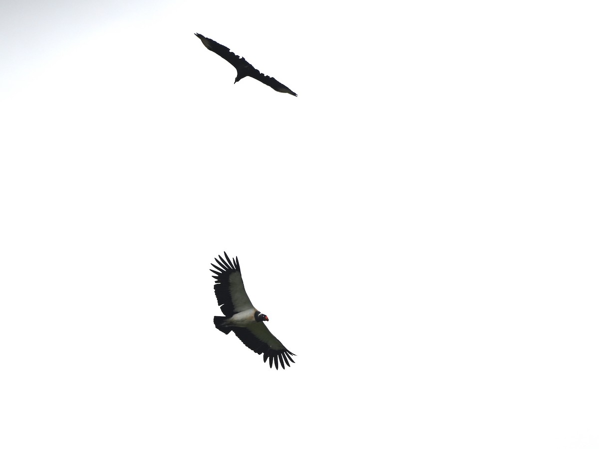 King Vulture - ML638664868