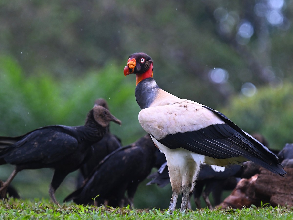 King Vulture - ML638664869
