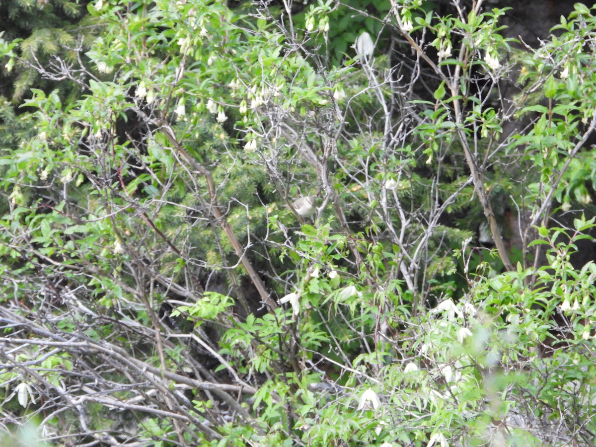Hume's Warbler - ML638664916