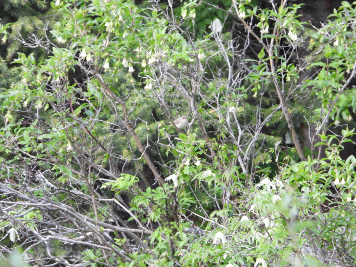 Hume's Warbler - ML638664917
