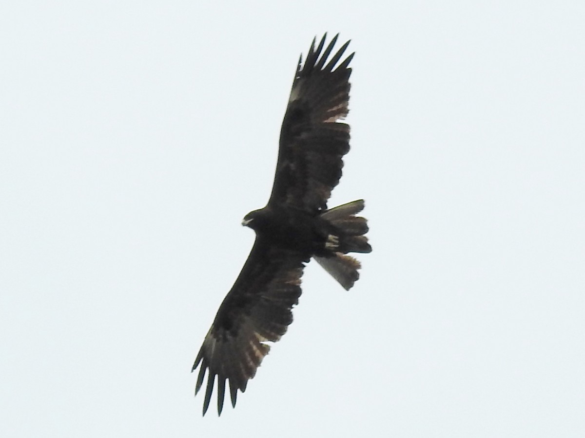 Wahlberg's Eagle - ML638664945