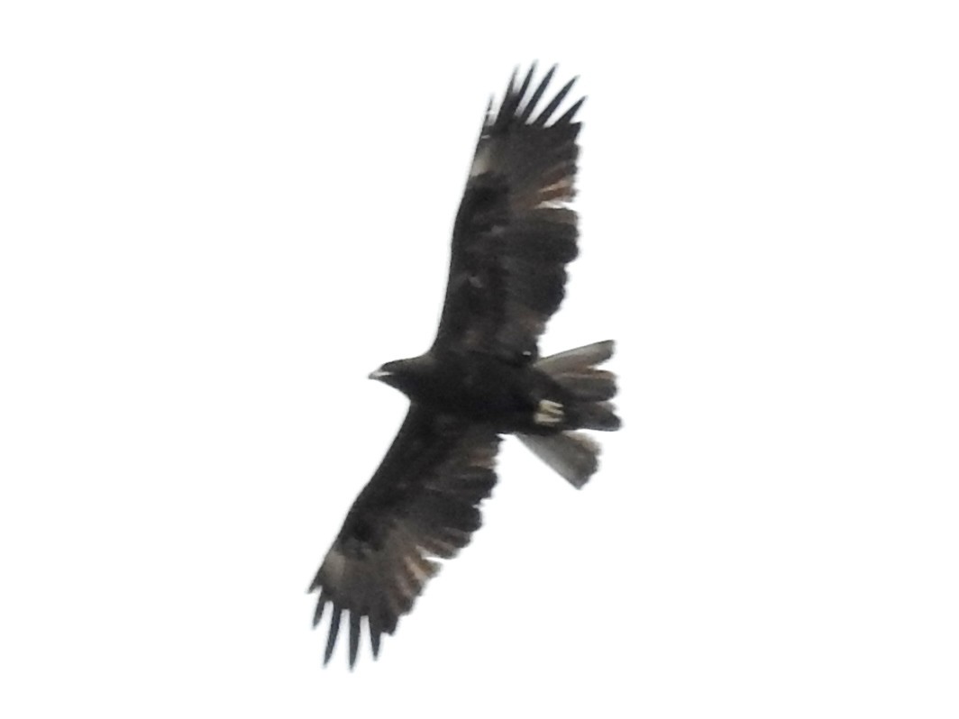Wahlberg's Eagle - ML638664946