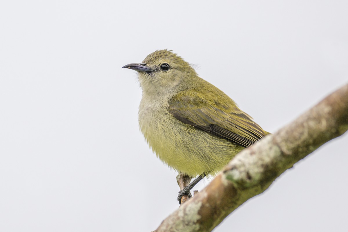 Andaman Flowerpecker - ML638664958