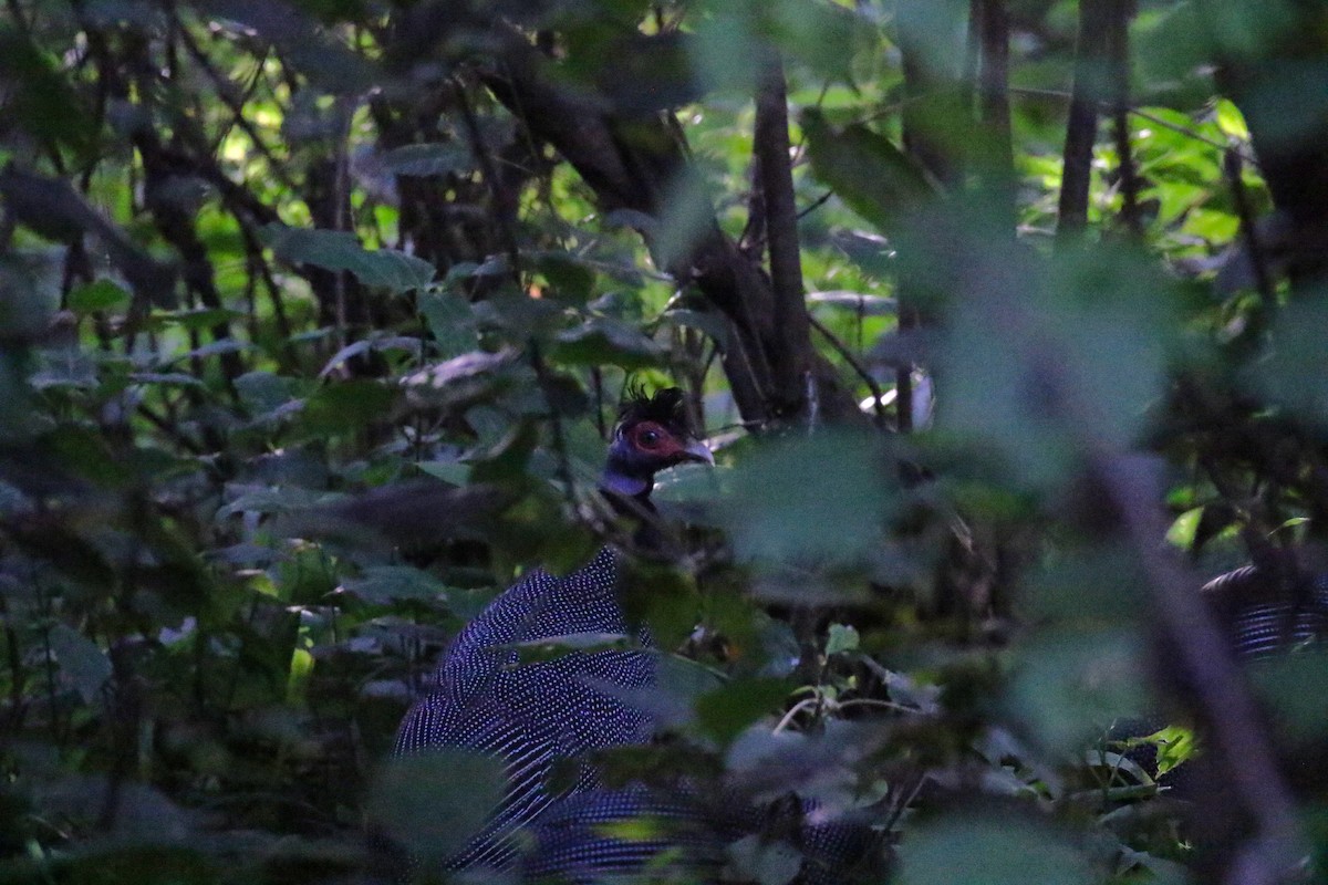 Eastern Crested Guineafowl - ML638664965