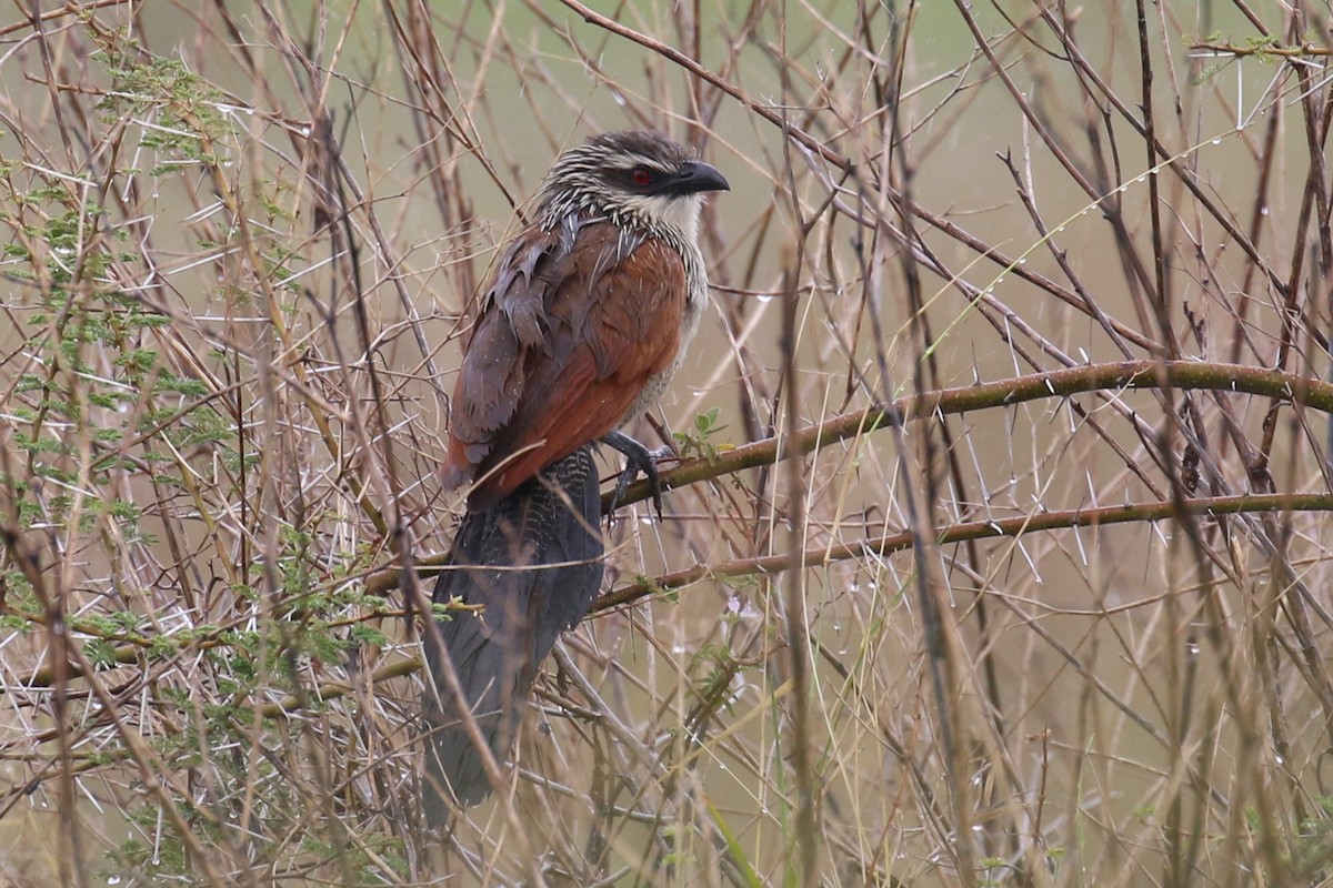 Weißbrauenkuckuck - ML638664983