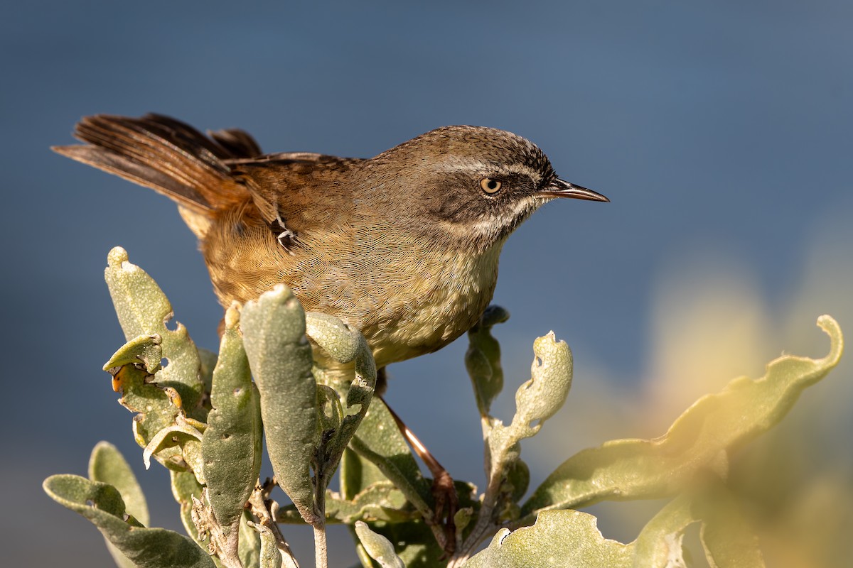 Weißbrauensericornis - ML638664996