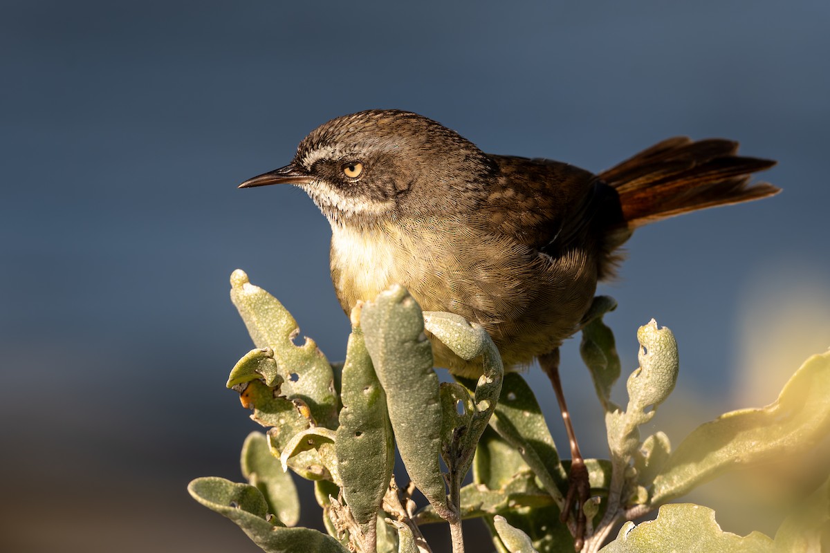 Weißbrauensericornis - ML638664997