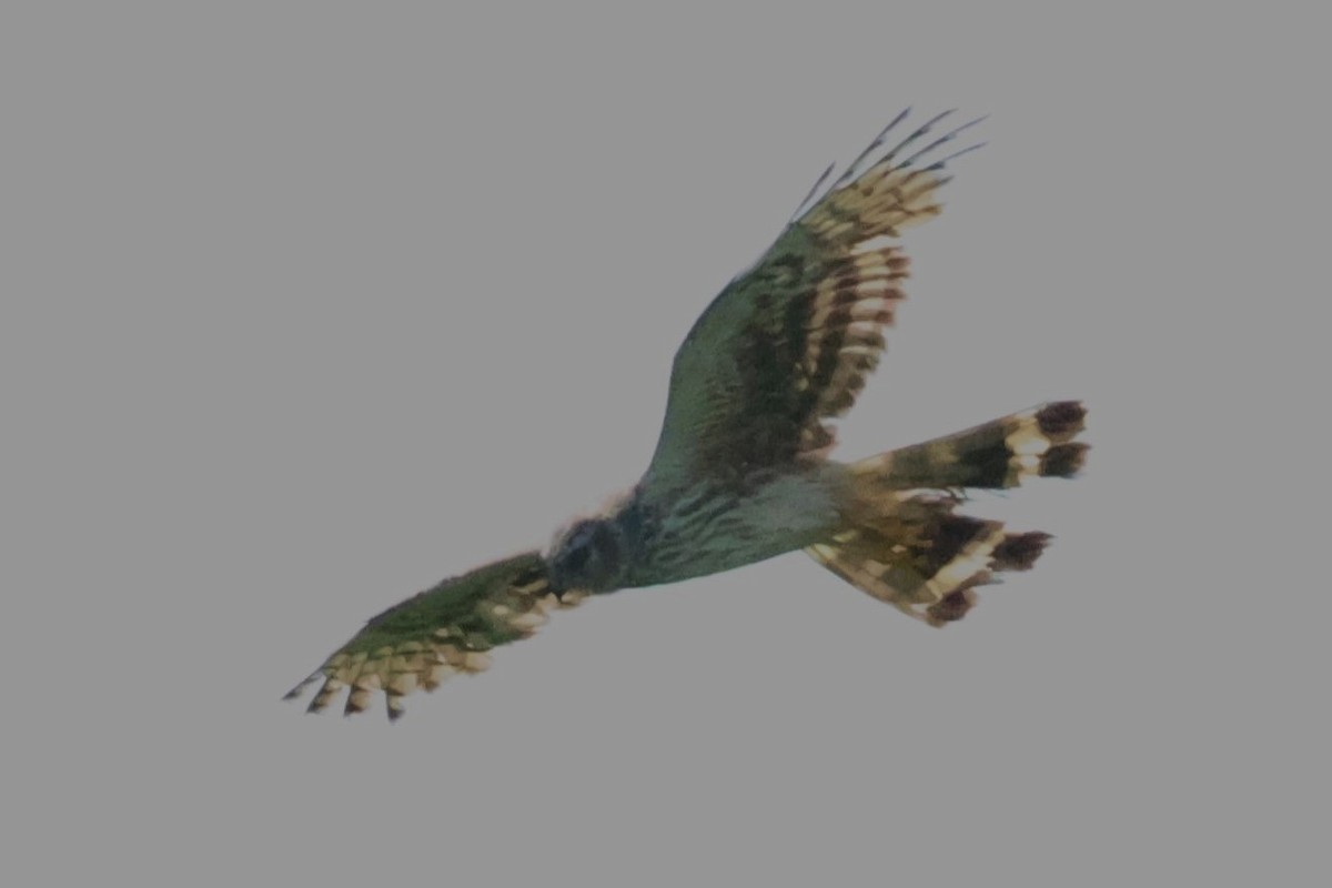 灰澤鵟 - ML638665060