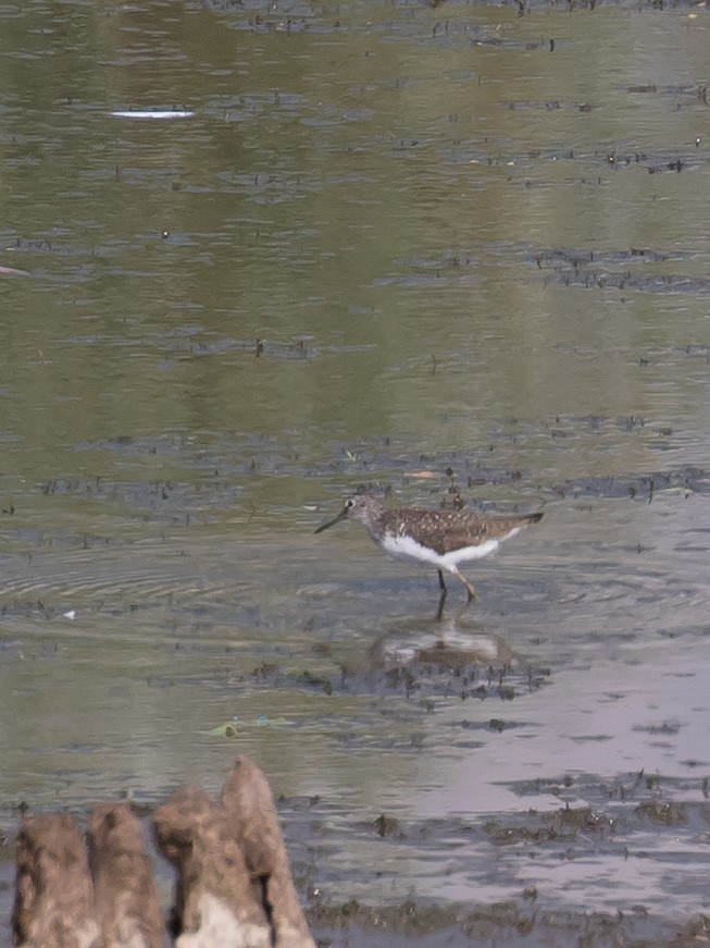 Green Sandpiper - ML638665083