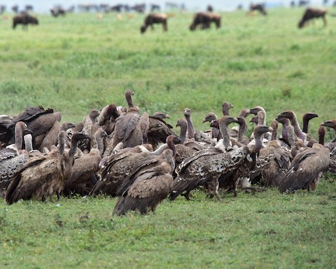 White-backed Vulture - ML638665098