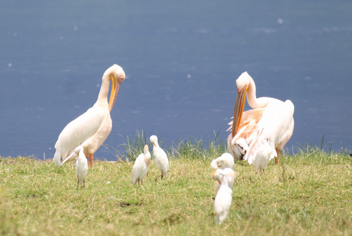 Great White Pelican - ML638665116
