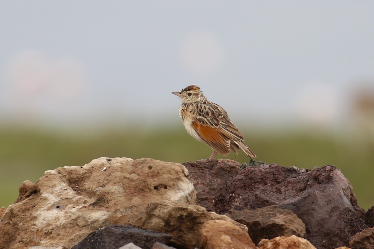 Rufous-naped Lark - ML638665127