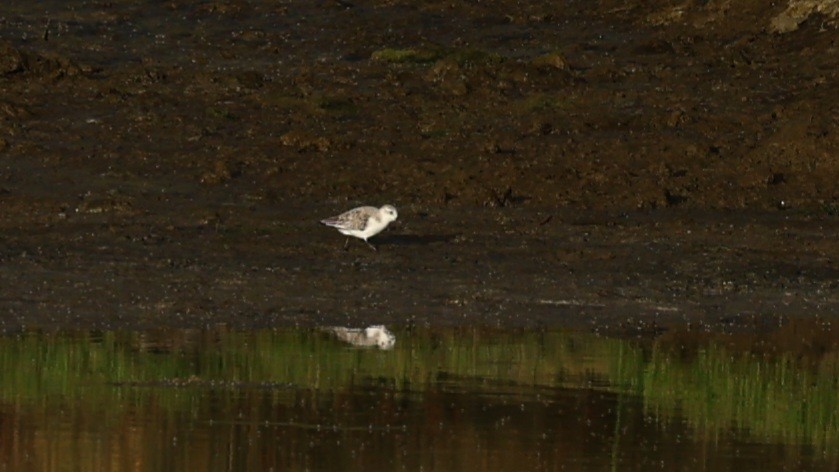 Sanderling - ML638665143