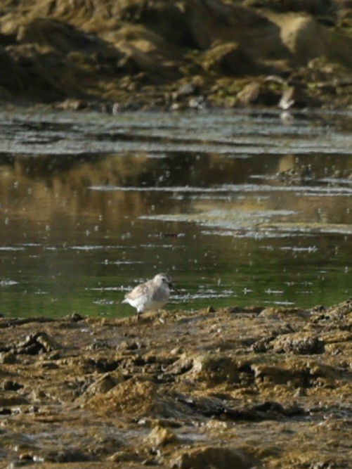 Dunlin - ML638665148