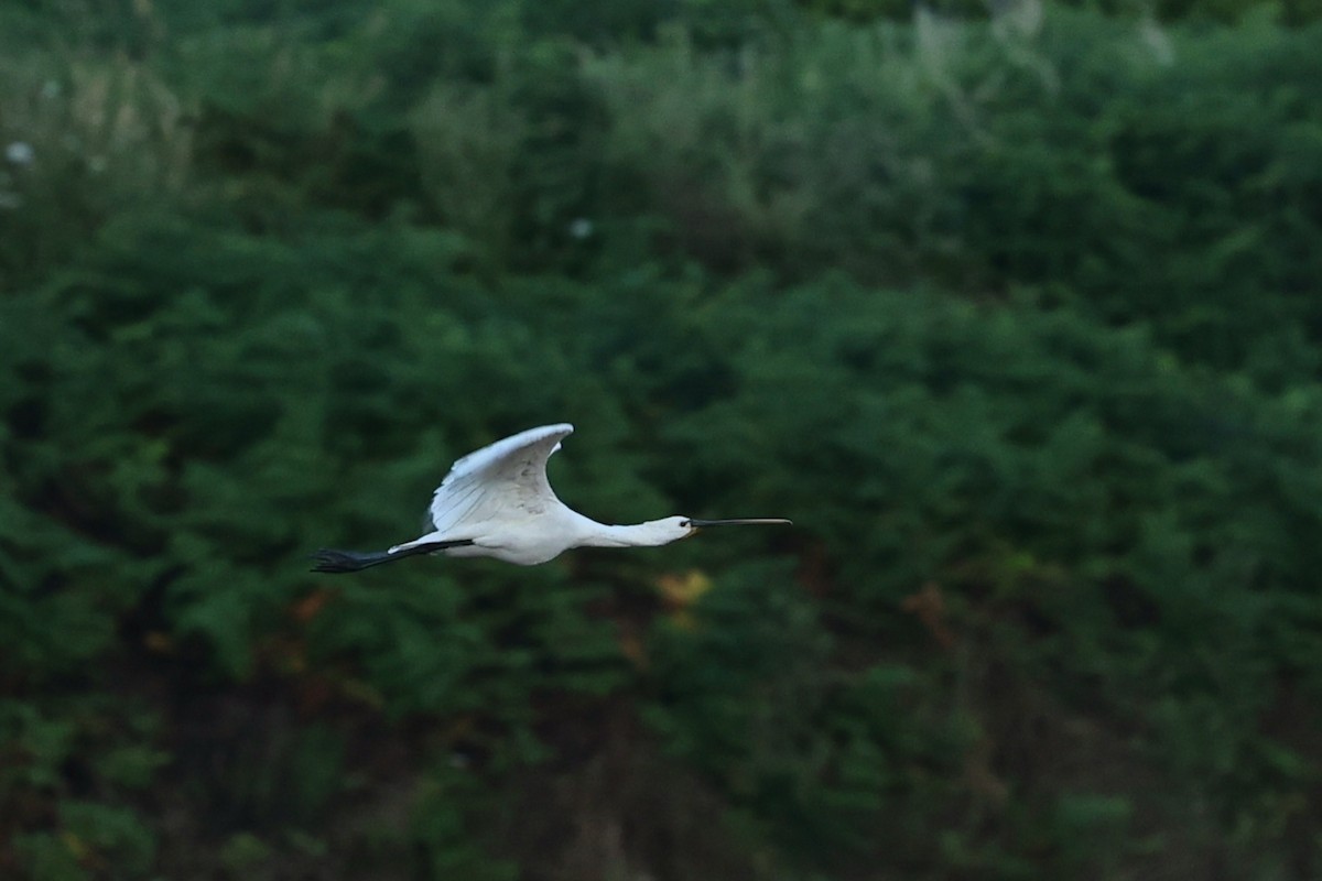 Eurasian Spoonbill - ML638665157