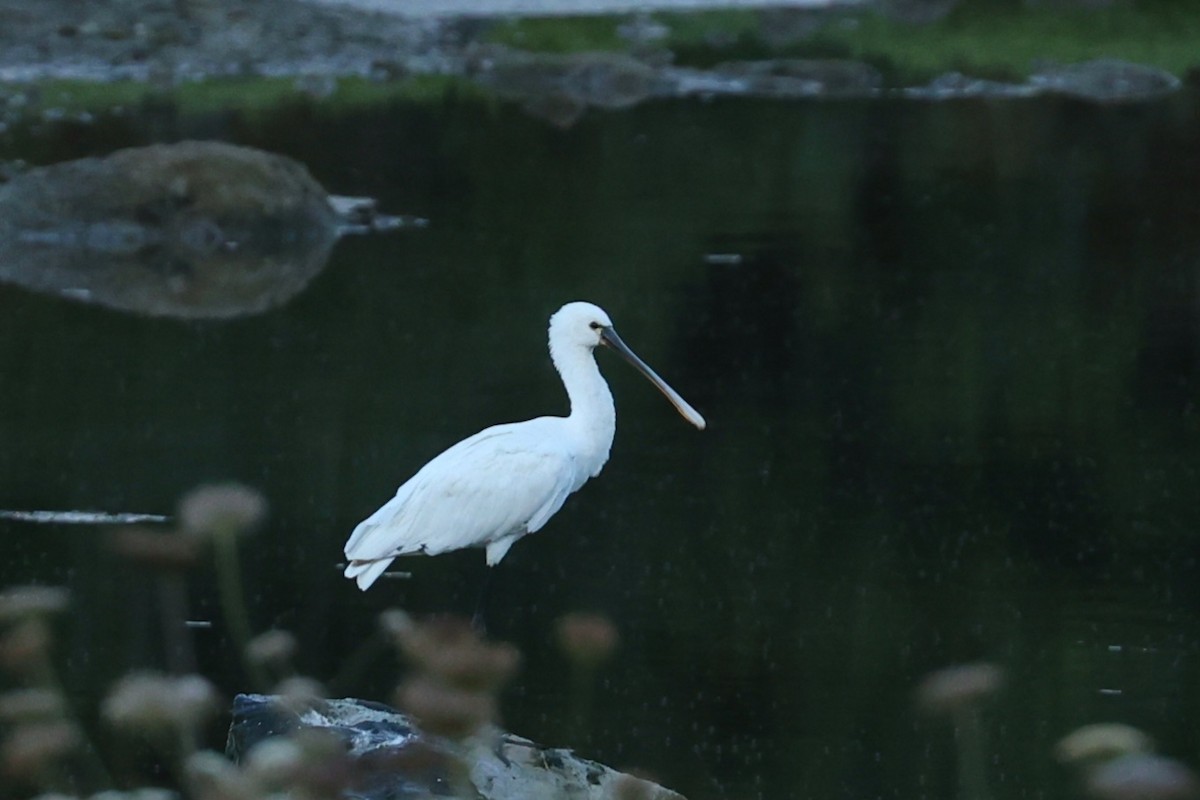 Eurasian Spoonbill - ML638665158