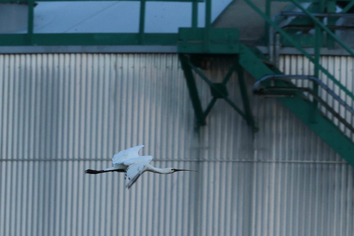 Eurasian Spoonbill - ML638665159