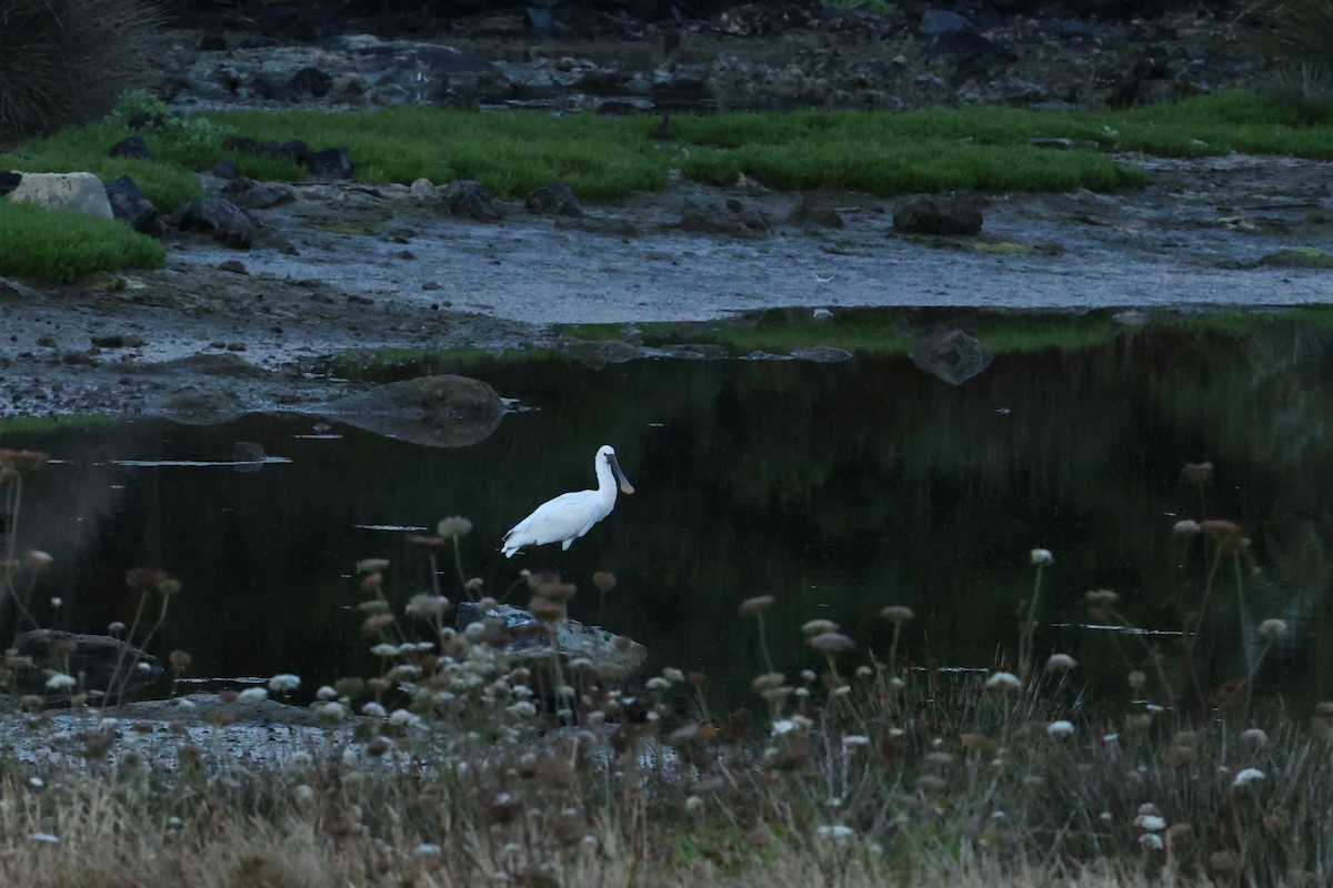 Eurasian Spoonbill - ML638665161