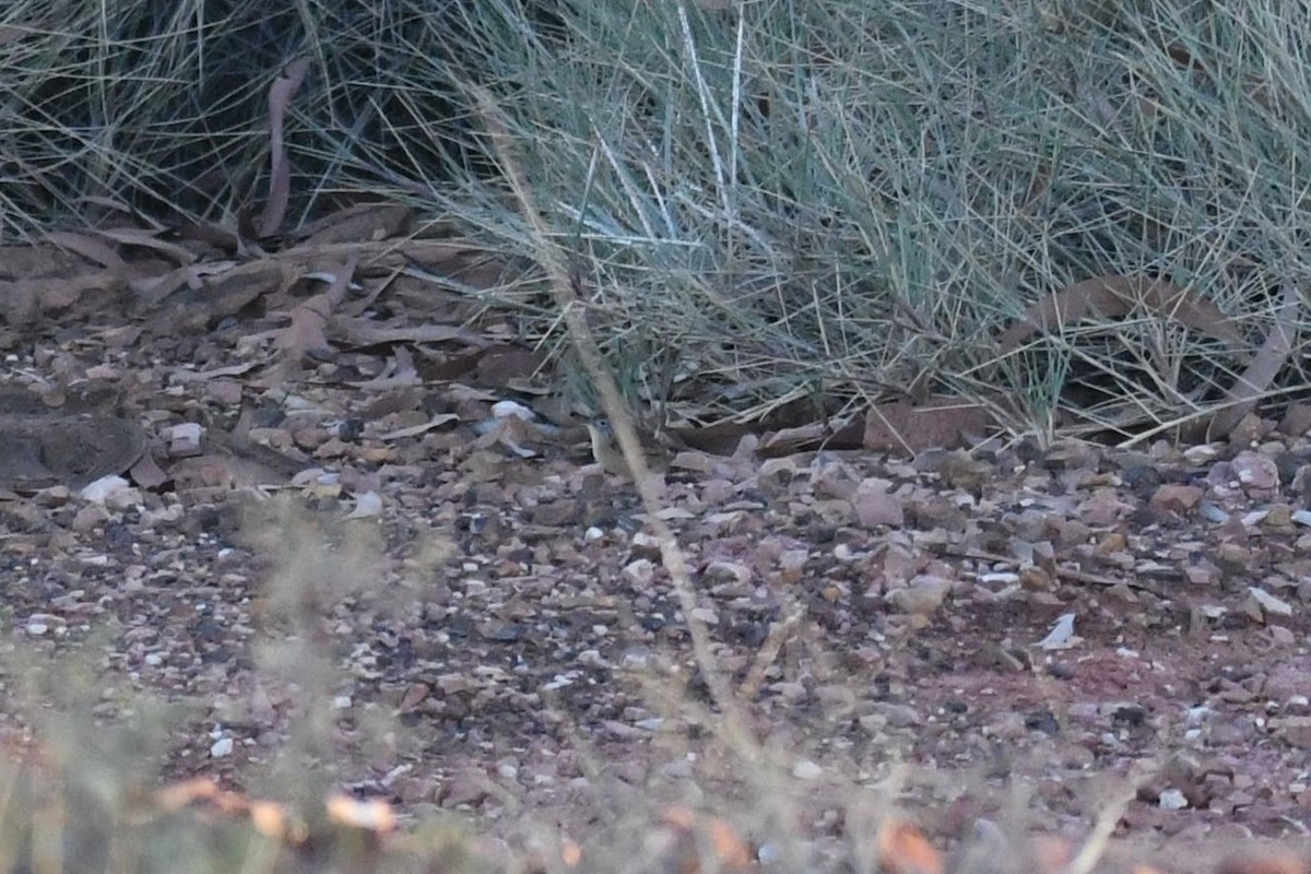 Rufous-crowned Emuwren - ML638665173