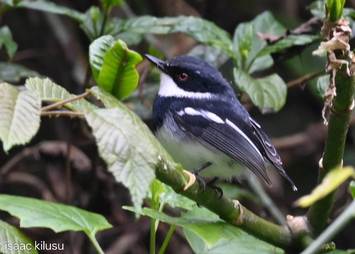 Short-tailed Batis (Short-tailed) - ML638665179