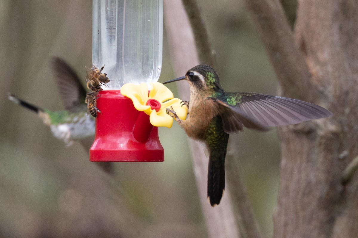 Speckled Hummingbird - ML638665183