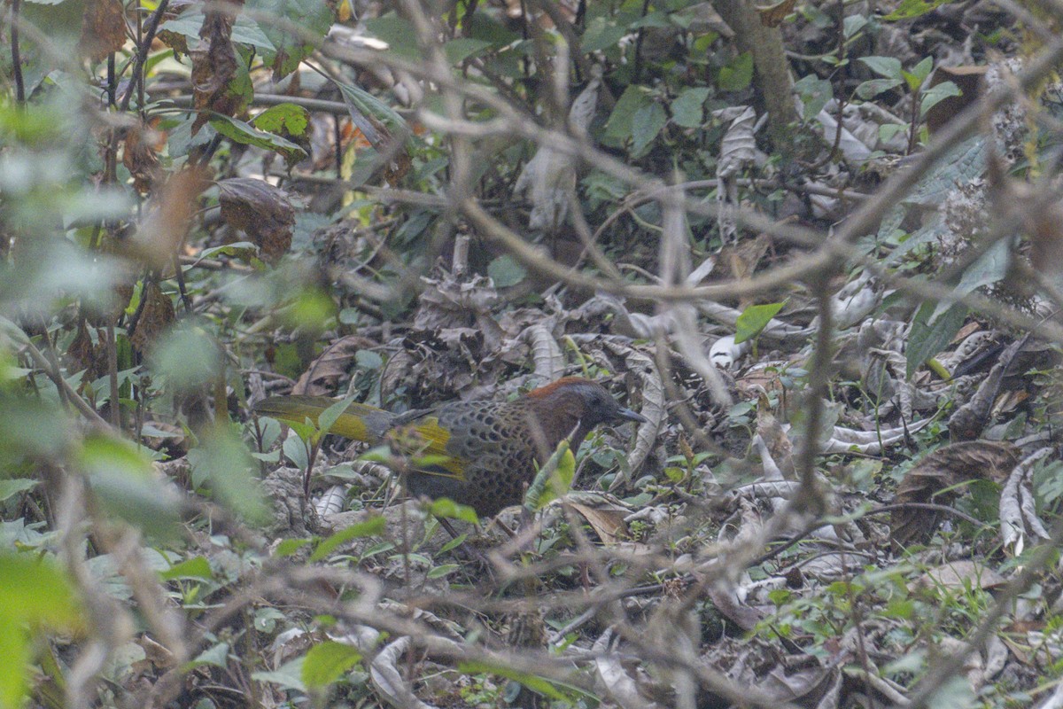 Assam Laughingthrush - ML638665184