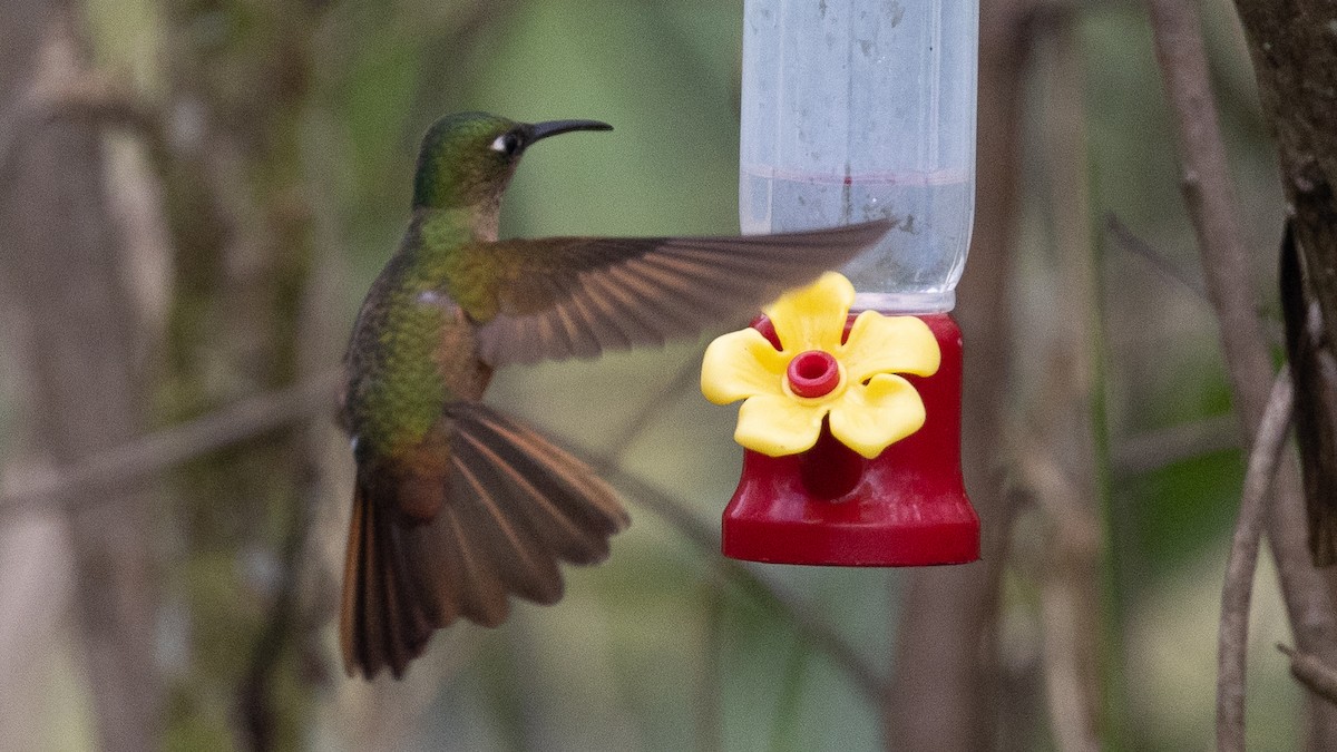 Fawn-breasted Brilliant - ML638665185