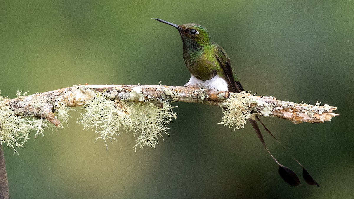 White-booted Racket-tail - ML638665187