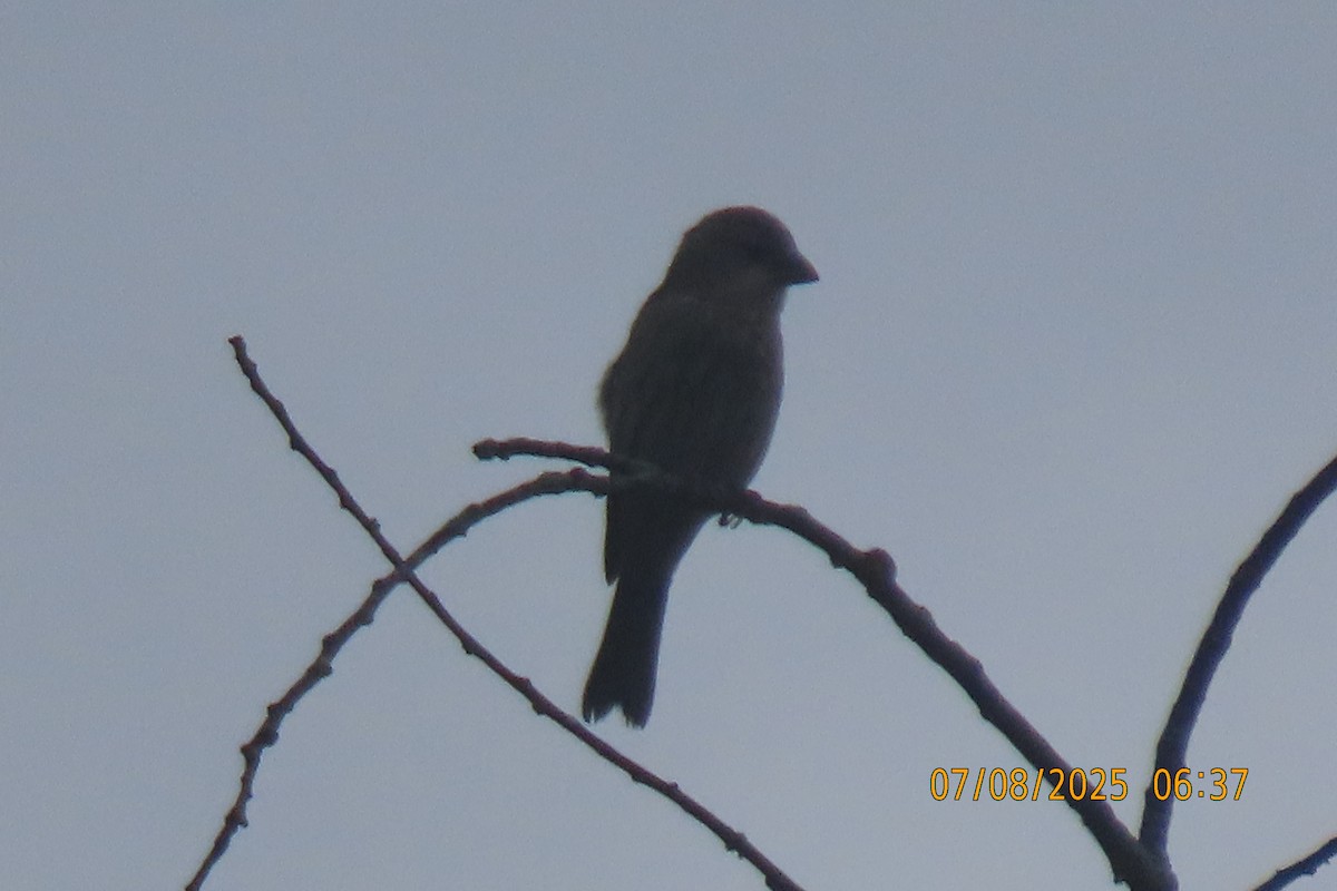 House Finch - ML638665189