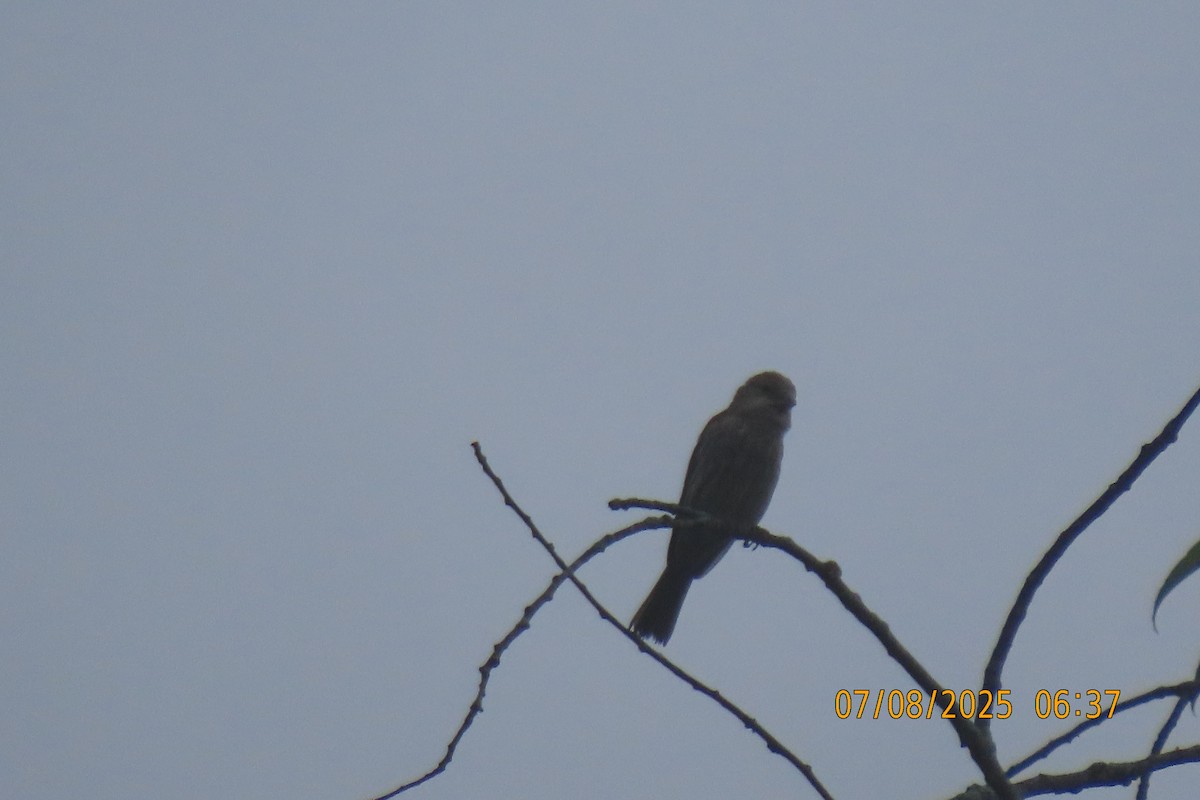 House Finch - ML638665190