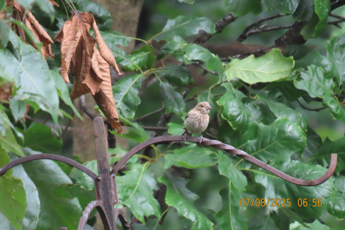 House Finch - ML638665191