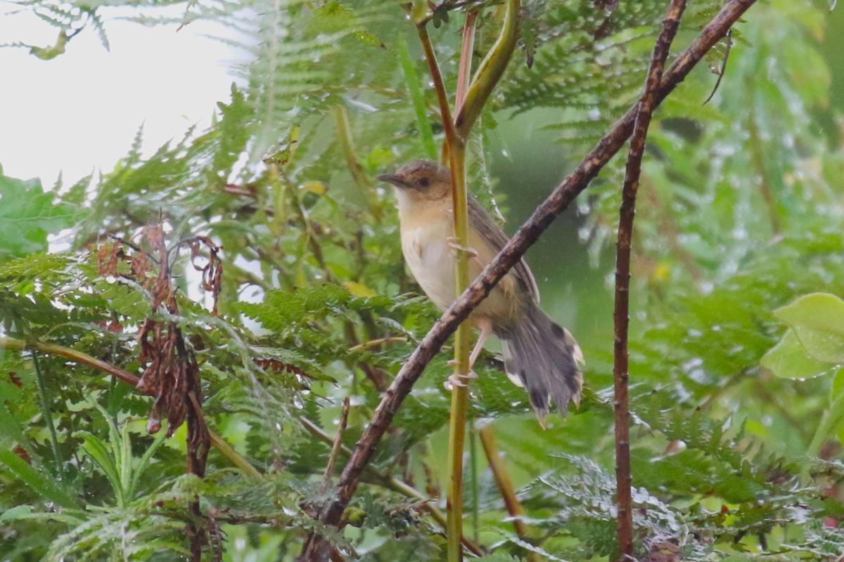 Red-faced Cisticola - ML638665194