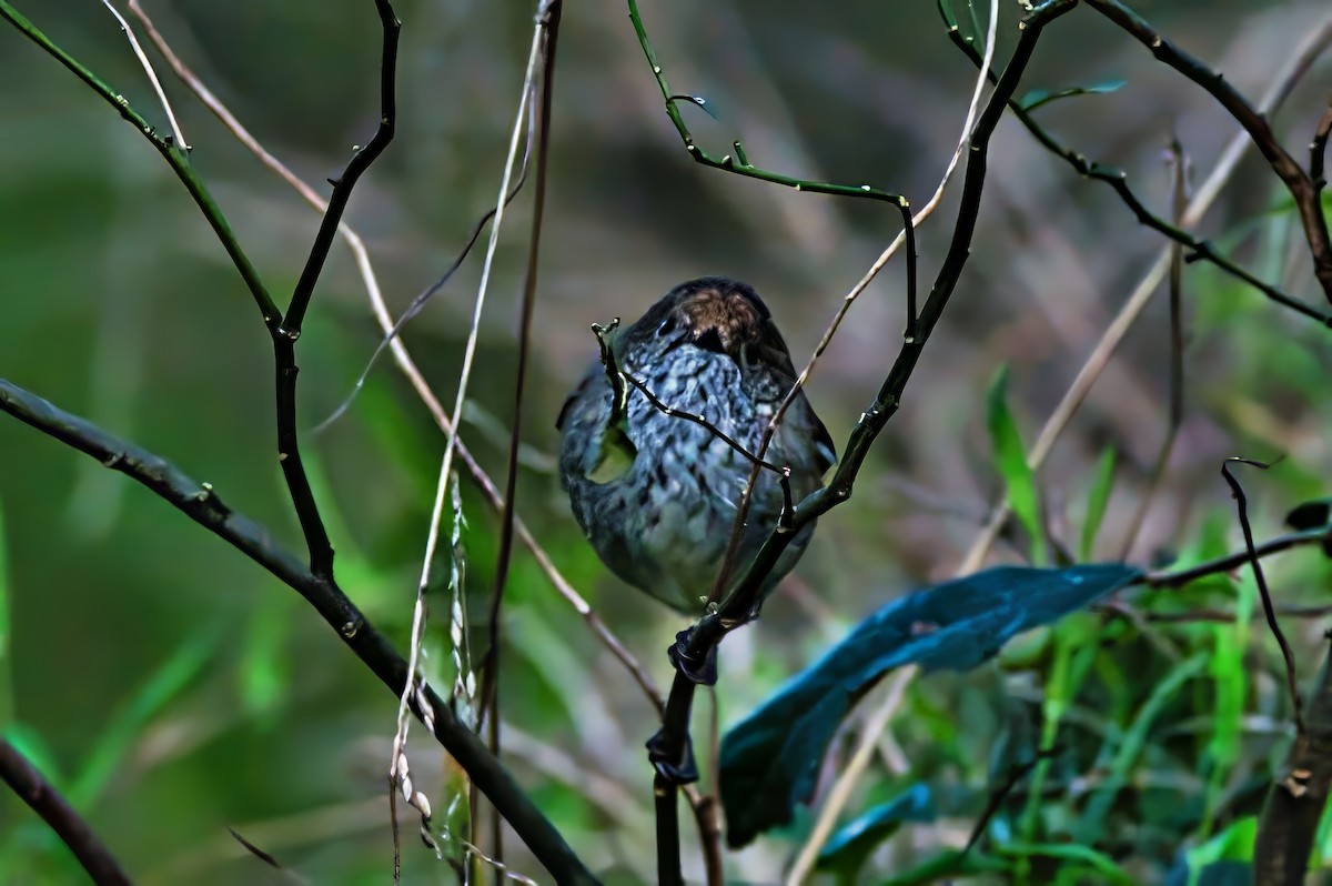 Brown Thornbill - ML638665199