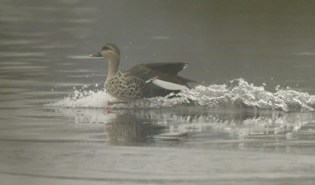 Indian Spot-billed Duck - ML638665200