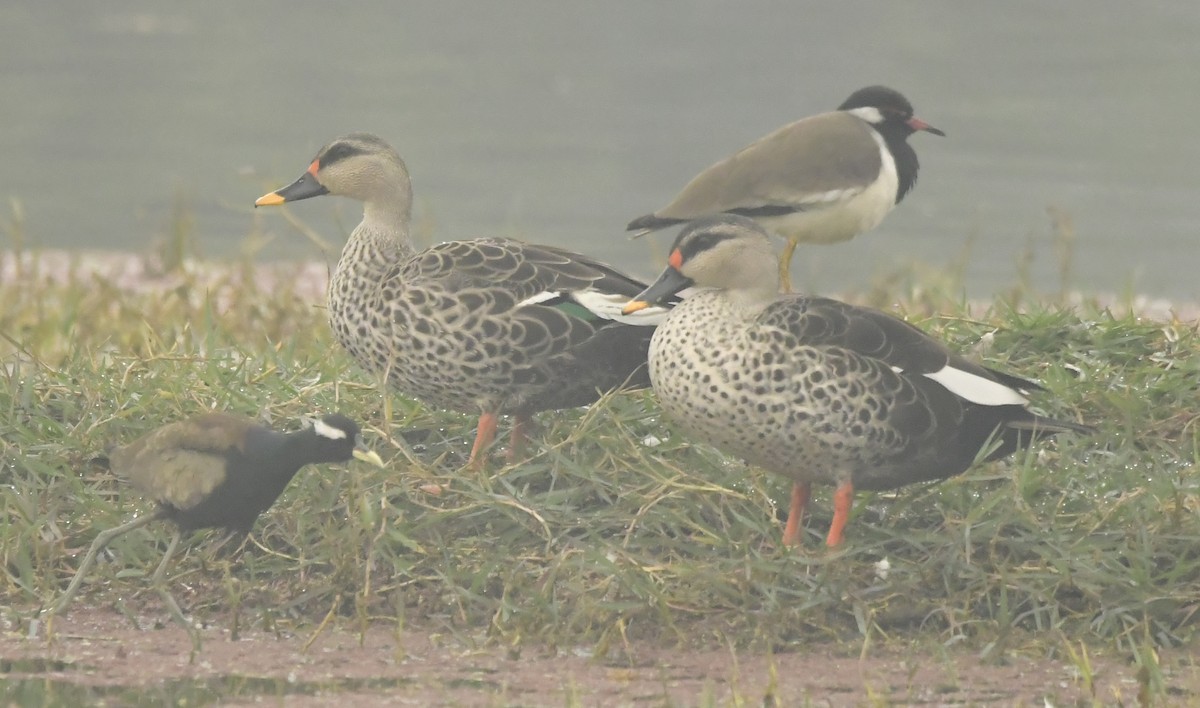 Indian Spot-billed Duck - ML638665202